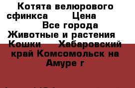 Котята велюрового сфинкса. .. › Цена ­ 15 000 - Все города Животные и растения » Кошки   . Хабаровский край,Комсомольск-на-Амуре г.